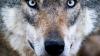 Experten diskutierten die Folgen, wenn der Wolf in Bayern wieder vermehrt auftritt.