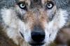 Experten diskutierten die Folgen, wenn der Wolf in Bayern wieder vermehrt auftritt.