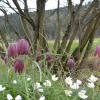 Schachblumen im Sinntal.