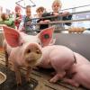 Schweine im Mobil machten in Würzburg Station.