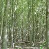 Dieser Energiewald wächst bei Schwebheim. Die Stämme sind schon bald erntereif.
