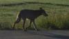 Diese Aufnahme eines Wolfes gelang jetzt am Freitag, 9. Juni, bei Urspringen im Landkreis Main-Spessart. Es ist der erste Wolf, der in Unterfranken anhand der Bilder zweifelsfrei als solcher identifiziert werden konnte.
