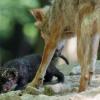 Mindestens drei schwarze Wolfswelpen sind in den letzten Tagen im Wildpark Bad Mergentheim zum größten Wolfsrudel Europas dazugekommen.