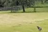 Das Handyfoto vom Wohnhaus aus zeigt den bei Neuendorf mehrfach beobachteten Wolf. Das Handyfoto vom Wohnhaus aus zeigt den bei Neuendorf mehrfach beobachteten Wolf.