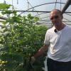 Franz hagn aus Sulzfeld hat nach der Absage einiger Lebensmittel-Großkunden seine gurken-Produktion eingestellt. Ohne Wasser verdorren die Gurken in dem Gewächshaus.
