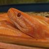Wird bis zu sieben Meter lang: eine Tigerpython albino.