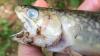 Für die Reichenbacher Angler ein großer Schaden: Mehrere Hundert Fische starben, weil das Rückhaltebecken zu wenig Wasser führte.