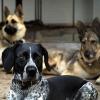 ARCHIV - "Missy", eine Pointer-Münsterländer Mischlings-Hündin, blickt in einem Gehege des Stuttgarter Tierheims in die Kamera, dahinter die ca. 10 Jahre alte Schäferhündin "Rosalie" (r) und Rüde "Blnij" (Archivfoto vom 11.08.2006). Die drei Haustiere sind ausgesetzt worden und leben nun im Tierheim. Wie in jedem Jahr setzen zahlreiche Halter vor dem Sommerurlaub ihre Haustiere aus. Foto: Norbert Försterling dpa/lsw (zu lsw-Gespräch "Immer mehr Baden-Württemberger geben Hund und Katze den Laufpass" am 20.08.2006)  +++(c) dpa - Bildfunk+++