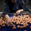 Eier auf dem Förderband einer Hühnerfarm in Belgien. Am Mittwoch hat der belgische Agrarminister Denis Ducarme schwere Vorwürfe gegen die Niederlande erhoben. Dort soll schon im November 2016 bei Eiern im Land Fipronil gemessen worden sein.