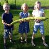 Eine Riesenzucchini von mehr als einem Meter Länge ist im Garten von Leser Michael Kraft gewachsen. Über das lange Gewächs aus Omas und Opas Garten in Langenprozelten freuen sich Lina, Lotta und Eliah. Foto: Michael Kraft