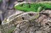 Bedrohte  Tiere:  die  Zauneidechsen.Foto: Torsten Ruf