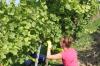 Weinlese beim Weingut Lother in Wipfeld