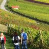 21 geführte Wanderungen zu den Besonderheiten der Landschaft an Tauber und Main: Von Freitag, 13., bis Sonntag, 15. Oktober, werden die 11. Taubertäler Wandertage angeboten, an denen sich 15 Orte beteiligen. Unser Bild zeigt Wanderer im Weinberg „Hoher Herrgott“ bei Külsheim.