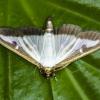 (WOP)   Der Buchsbaumzünsler (Cydalima perspectalis) ist ein ostasiatischer Kleinschmetterling aus der Familie der Zünsler (Crambidae), der zu Beginn des 21. Jahrhunderts nach Mitteleuropa eingeschleppt wurde. In Deutschland wurde er erstmals im Jahr 2006 gesehen. Die Raupen können große Schäden an Buchsbäumen anrichten, wie Ende August aus Gemünden berichtet. Dieser Falter war nachts durch ein offenes Fenster in die Wohnung des Fotografen in Retzbach geflattert.