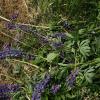 Seit Jahren bekämpfen Helfer die Ausbreitung der Lupine in der Rhön.