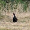 Seltener Schnappschuss: ein Birkhuhn bei der Septemberzählung in der Rhön.