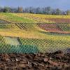 Die Sonne bringt die Weinberglandschaft bei Wipfeld zum Leuchten.