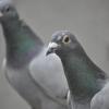 Auch wenn Tauben selbst nicht an den bekannten Varianten der Vogelgrippe erkranken, so können sie dennoch deren Viren verbreiten. Dies genügt, um ein Ausstellungsverbot auch für Tauben zu erlassen, hat jetzt das Verwaltungsgericht Würzburg geurteilt und eine Klage des Geflügelzuchtvereins Ibind und Umgebung zurückgewiesen.