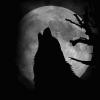 Ein Raubtier, das die Menschen beschäftigt: Ein Wolf heult den Mond an.