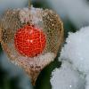 (wop)   Die Lampionblume (Physalis alkekengi) gehört,  wie die Kartoffel und die Tomate,  zu den Nachtschattengewächsen (Solanaceae). Die meisten Arten der Gattung Physalis kommen in Nord- und Mittelamerika vor. Die Lampionblume ist die einzige Art, die in Europa wächst, so auch im Landkreis Main-Spessart, wo sie unser Mitarbeiter Wolfgang Piepers aus Zellingen im Bild festgehalten hat. Die Pflanze war bereits im Mittelalter bekannt, die erste grafische Darstellung stammt aus dem Jahr 512. Die Lampionblume wird dann später in vielen mittelalterlichen Kräuterbüchern beschrieben und abgebildet. Die grünen Pflanzenteile sind schwach giftig. Über die Essbarkeit der Beere gibt es unterschiedliche Auffassungen von „essbar“ bis „giftverdächtig“. Die Früchte der verwandten Kapstachelbeere (Physalis peruviana) werden oft als essbare Dekoration bei Buffets verwendet. Die Frucht der Kapstachelbeere ist größer als die Beere der Lampionblume und meist gelblich gefärbt.