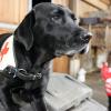Gespannt wartet Rettungshündin „Ronja“ auf ihren Einsatz.