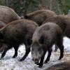 Wildschweine auf der Suche nach Fressbarem in einem Wildgehege.