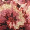 Andreas Hentrich - Blätter.: Ein Foto aus der Ausstellung „Fraktale – die Geometrie der Natur“ im Forum Botanische Kunst in Thüngersheim.