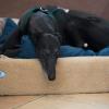 Windhunde mögen es kuschelig. Im Körbchen von Sir Toby liegen deshalb Decken und Kissen. Foto Anand Anders