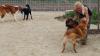 Liebevoll kümmert sich Tierheimleiterin Britta Merkel um die Hunde, die im Außenbereich herumtoben.