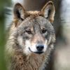 Ein Wolf wurde in den vergangenen Tagen mehrmals im Besengau gesichtet. Unser Bild zeigt ein Tier in einem Gehege des Biotopwildparks Anholter Schweiz in Isselburg.