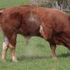 Ein Artgenosse des entlaufenen Bastien: So muss man sich einen Jungbullen der Rasse Limousin vorstellen.