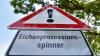 Solche Warnschilder mit der Aufschrift „Eichenprozessionsspinner” können im Gemündener Stadtwald nicht aufgestellt werden, da das betroffene Gebiet zu groß ist.