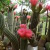 Der Blick von der Terrasse geht durch ein Spalier übervoll blühender Trichocereus. Foto: Antje Roscoe Der Blick von der Terrasse geht durch ein Spalier übervoll blühender Trichocereus. Foto: Antje Roscoe