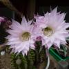 Echinopsis, bekannt als Bauernkaktus. Foto: Antje Roscoe Echinopsis, bekannt als Bauernkaktus. Foto: Antje Roscoe