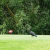 Ein seltener Waldrapp auf dem Golfplatz in Marktheidenfeld.