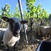 Ein Schafbock und seine sieben Mädels sorgen im Weinberg von Wolfgang Betz in Frickenhausen für die Laubarbeit und halten Wildkräuter im Zaum.
