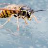 Mit Sprühflaschen lässt sich Regen simulieren. Das mögen Wespen gar nicht und verziehen sich in ihr Nest.