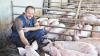 Martin Stamm betreibt auf dem Aussiedlerhof in Hausen (Gemeinde Steinfeld) eine Ferkelzucht mit Schweinemast.