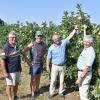 Die Apfelernte beim Obstbaubetrieb Behringer in Bobstadt beginnt in Kürze. Landrat Reinhard Frank (Zweiter von rechts.) informierte sich mit dem Amtsleiter des Landwirtschaftsamtes Meinhard Stärkel (rechts) bei einer Sommertour über die Auswirkungen der aktuellen Dürreperiode. Seniorchef Friedrich Behringer (links) freute sich mit seinem Sohn Thomas über den Besuch.