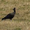 Seit zwei Monaten im Raum Marktheidenfeld zu Gast: Ein Waldrapp in der Flur von Marienbrunn.