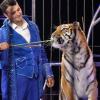 Dompteur Robano Kübler bei seiner Tigervorführung: Raubtiernummern wie diese stoßen regelmäßig auf Kritik bei Tierschützern.