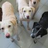 Auch im Tierheim Schwebheim (Lkr. Schweinfurt) sind Hunde aus Obermaxfeld untergekommen.