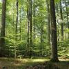 Seit Jahren ein Zankapfel zwischen Naturschützern und Waldnutzern im Steigerwald: Der "Hohe Buchene Wald" im Ebracher Forst.