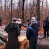 Ziel eines Waldspaziergangs, zu dem der Verein Nationalpark Steigerwald eingeladen hatte, waren die nach der Wiederaufnahme der Waldbewirtschaftung im "Hohen Buchenen Wald" - wie hier in der Waldabteilung Steinkreuz bei Handthal - gefällten dicken Buchen.