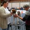 Die international erfahrene Zuchtrichterin Theres Schmid prüft fachmännisch die Textur des Felles des Kooikerhondje. Die international erfahrene Zuchtrichterin Theres Schmid prüft fachmännisch die Textur des Felles des Kooikerhondje.