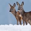 In einem normalen Winter brauchen Rehe laut Experten keine Fütterung. In einem normalen Winter brauchen Rehe laut Experten keine Fütterung.