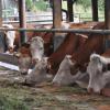 Das Landratsamt Tauberbischofsheim will Landwirten zeigen, wie der Umstieg von Anbindehaltung auf Laufstallhaltung gelingen kann.