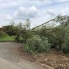 Er war ein Markenzeichen von Stadtlauringen, der "Krumme Baum", der bei einem Sturm im Juli 2018 abknickte. Jetzt wurde ein neuer Weidenbaum gepflanzt.