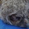 Dieser Waldkauz ist noch schwach auf den Füßen. Ihn lieferte eine Frau aus dem 270 Kilometer entfernten Greiz in Thüringen in der Station ab. Dieser Waldkauz ist noch schwach auf den Füßen. Ihn lieferte eine Frau aus dem 270 Kilometer entfernten Greiz in Thüringen in der Station ab.