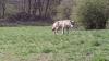 Das erste offiziell bestätigte Bild eines Wolfes im Landkreis Bad Kissingen wurde Mitte April aufgenommen.